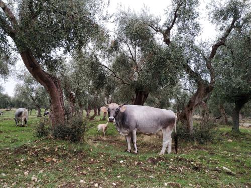 vacche podoliche Masseria Palagano -Rignano Garganico -Lu.Do.IMG_20201027_11120.jpg