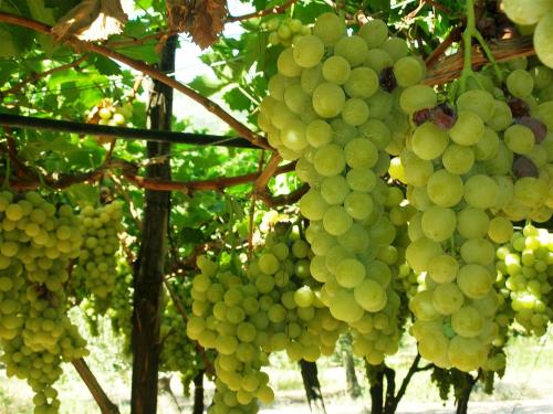 i286541539330109964._szw1280h1280_ - Copia.jpg